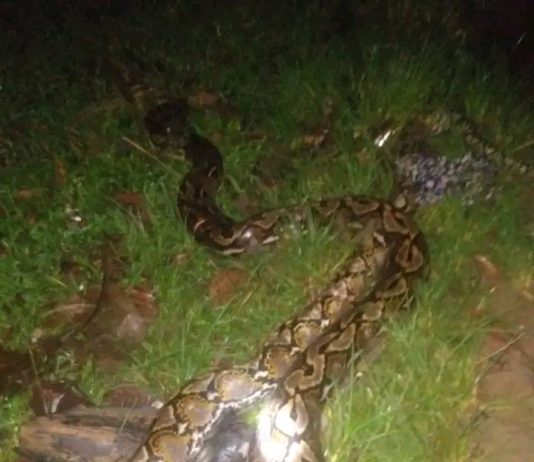 Seorang Anak di Muna Nyaris Tewas Dililit Ular Piton Berukuran 5 Meter