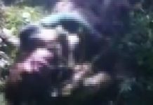 Pria di Konsel Ditemukan Tewas Usai Terlilit Ular Sepanjang 7 Meter