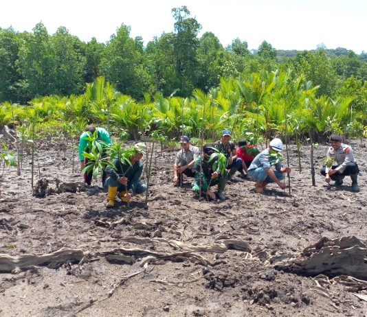 Lestarikan Wilayah Pesisir, Polsek Laonti dan PT GMS Tanam Mangrove