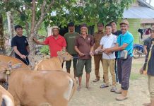 Anggota DPRD Konsel Ramlan Serahkan Bantuan Sapi Tiga Desa di Kecamatan Angata