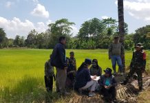 Sawah di Kecamatan Loea Kabupaten Koltim Hampir Bebas dari Elnino