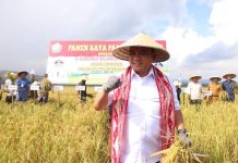Panen Raya Padi Sawah, Ini Pesan Pj Gubernur Sulawesi Tenggara