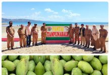 Di Tengah Kemarau Panjang, Hasil Panen Buah Mangga Di Desa Tampunabale Muna Mengalami Peningkatan