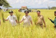 Panen Raya di Ladongi: Langkah Nyata Bupati Koltim Menuju Kedaulatan Pangan Nasional