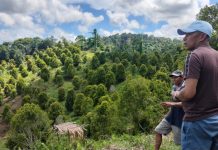 Bupati Butur Tinjau Kebun Cengkeh di Desa Mata dan Bente