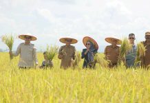 Bupati dan Wakil Bupati Koltim Panen Raya di Mekar Jaya