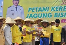 Bupati Muna Barat Launching Petani Keren dan Tanam Jagung Serentak