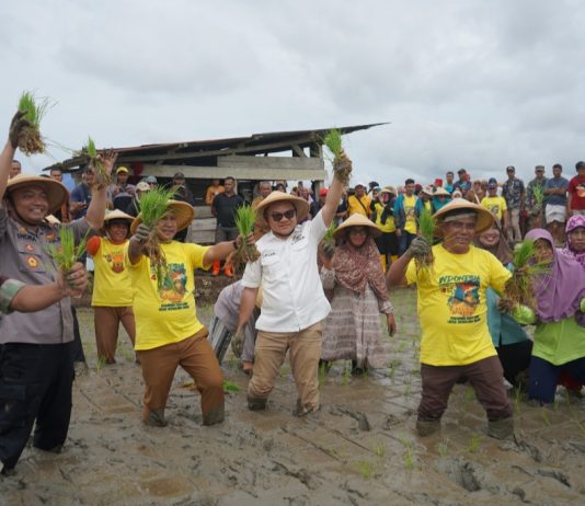 Pemkab Muna Barat Tanam Padi 866 Hektare, Langkah Nyata Menuju Swasembada Pangan 2026